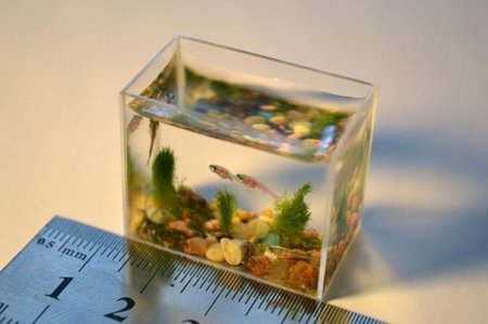 Самый маленький в мире аквариум с рыбками.. Очарование смеха: прикольные картинки для вашего настроения