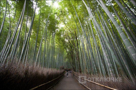 Бамбуковый лес. Подборка веселых фотографий: заряд на весь день