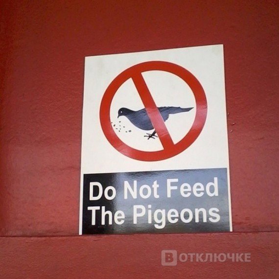Не кормите голубей, или пожалеете! Хохотные моменты: подборка смешных фото