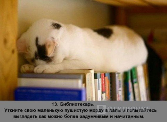 Спящий кот &. Море смеха: картинки, доставляющие хорошее настроение