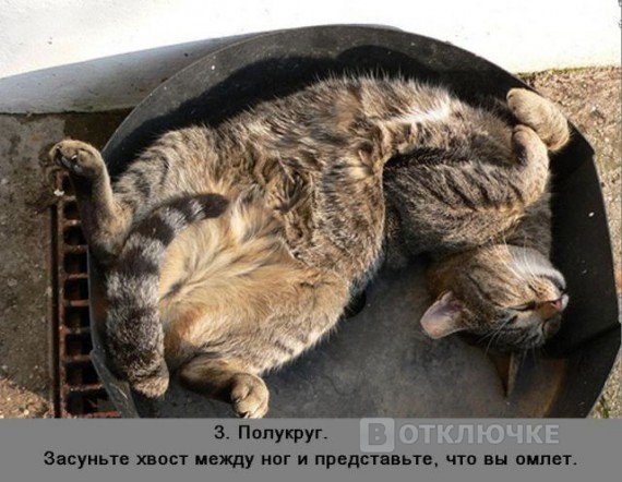 Спящий кот &. Море смеха: картинки, доставляющие хорошее настроение