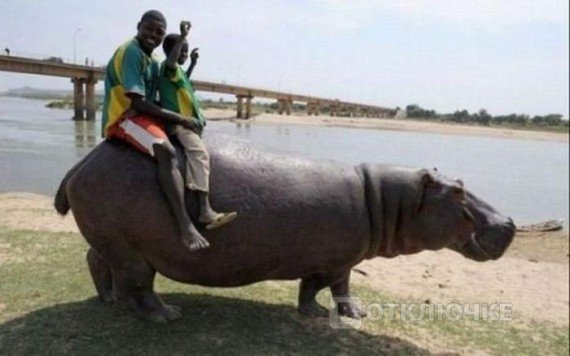 Тем временем в Африке..... Смешные картинки на праздник