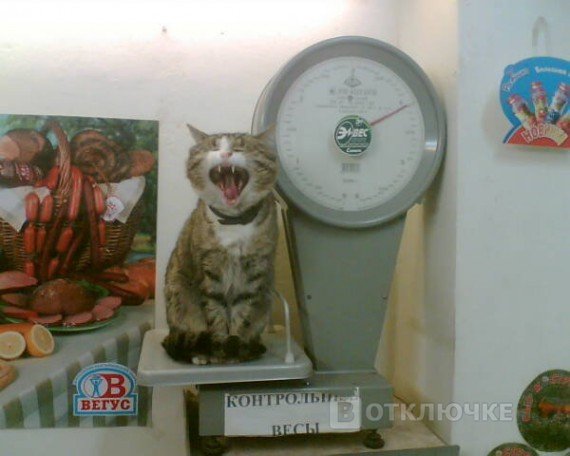 Коты в магазинах. Улыбайся больше: смешные фотографии на сайте