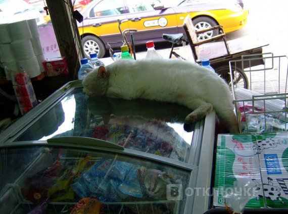 Коты в магазинах. Улыбайся больше: смешные фотографии на сайте