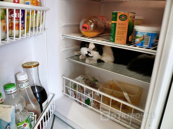 Коты в холодильниках. Фото для развлечения на свадьбе