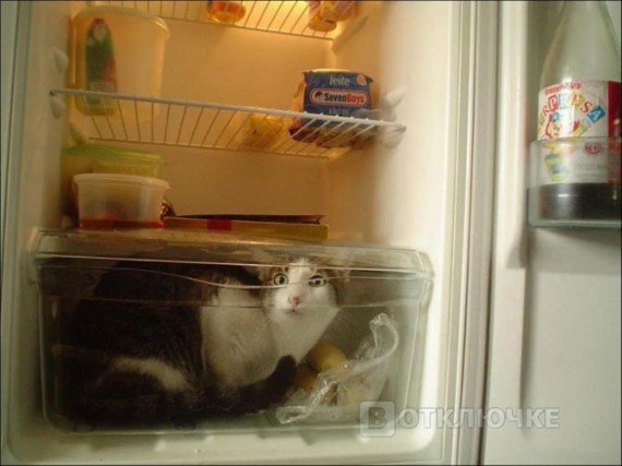 Коты в холодильниках. Фото для развлечения на свадьбе