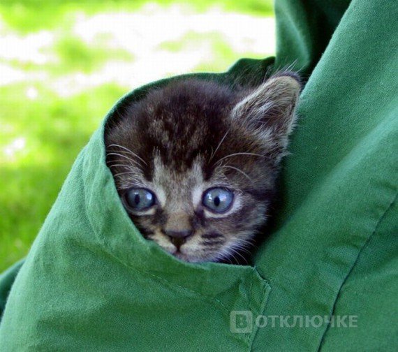 Котята в карманах. Зажигательные фотографии с юмором
