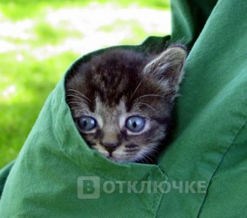 Котята в карманах. Зажигательные фотографии с юмором