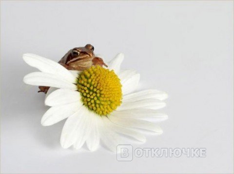Про жабу, которая душит.... Прикольняшки в объективе: смех в фотографиях