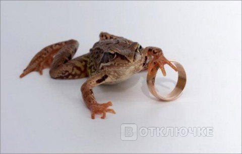 Про жабу, которая душит.... Прикольняшки в объективе: смех в фотографиях