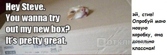 Коты осваивают новую коробку. Смешные фотографии: веселые и забавные снимки