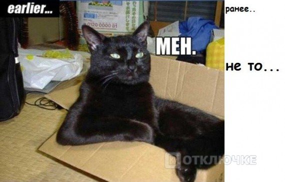 Коты осваивают новую коробку. Смешные фотографии: веселые и забавные снимки