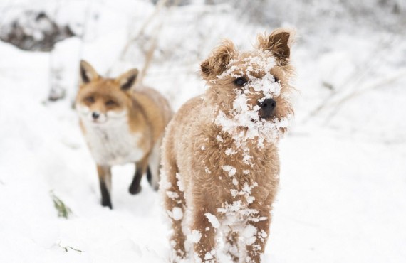 Трогательная дружба лисы и собаки. Смешные рассказы для позитива и развлечения