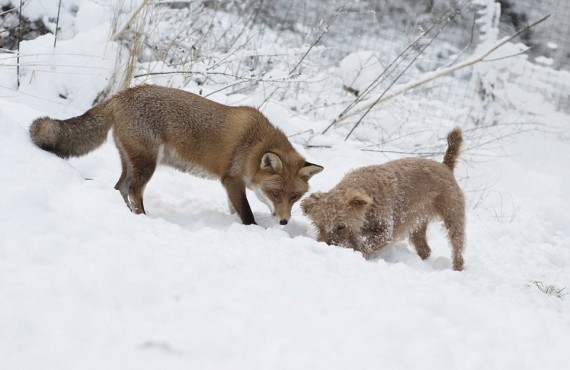 Трогательная дружба лисы и собаки. Смешные рассказы для позитива и развлечения