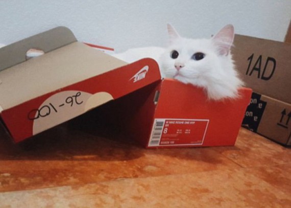 Кошки любят залезать в коробки. Потрясающие истории о любви