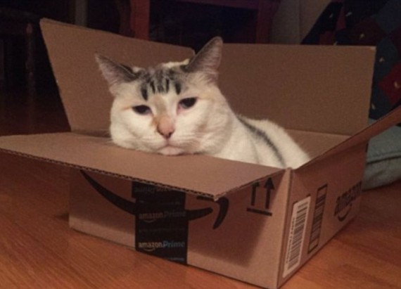 Кошки любят залезать в коробки. Потрясающие истории о любви