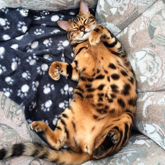 Бенгальский кот Тор с леопардовой шерстью. Увлекательные истории о необычных дружбах