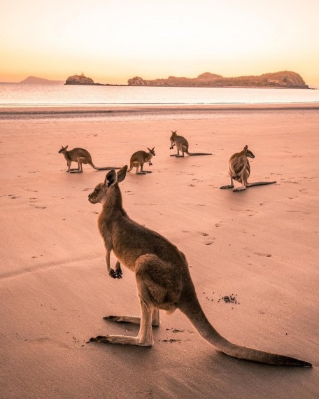 Прикольные фото из Австралии. Лучшие картинки на все случаи жизни