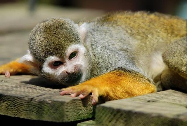 Пост про обезьян. Самые веселые картинки с участием животных