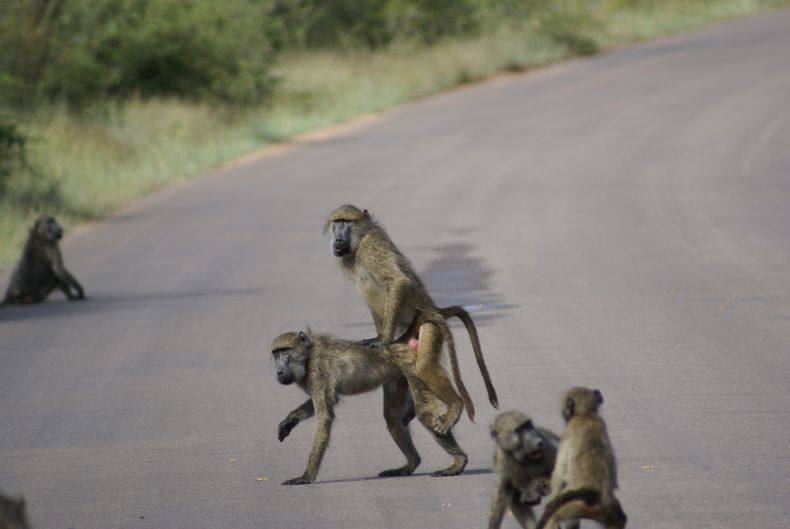 Пост про обезьян. Самые веселые картинки с участием животных