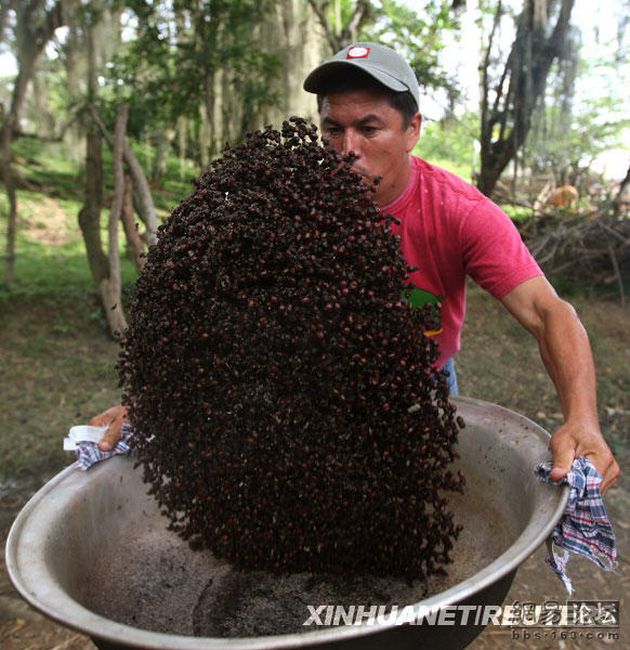 Сезон поедания муравьев в Колумбии. Юмористические снимки, которые поднимут настроение
