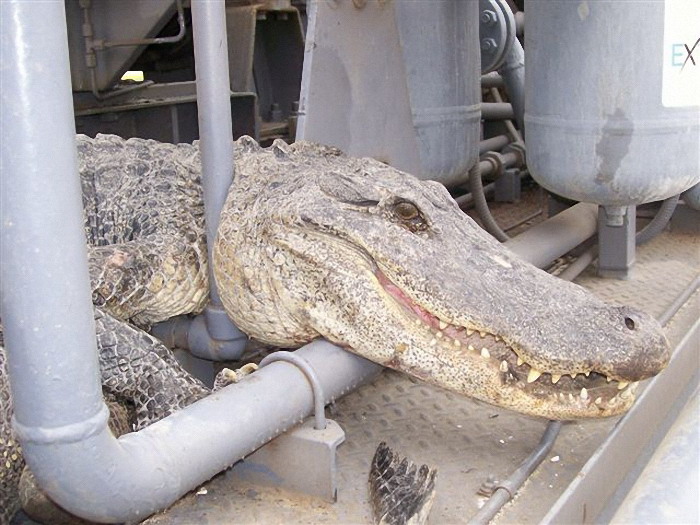 Ловушка для крокодила Гены. Смешные приколы в фотографиях, чтобы разрядиться