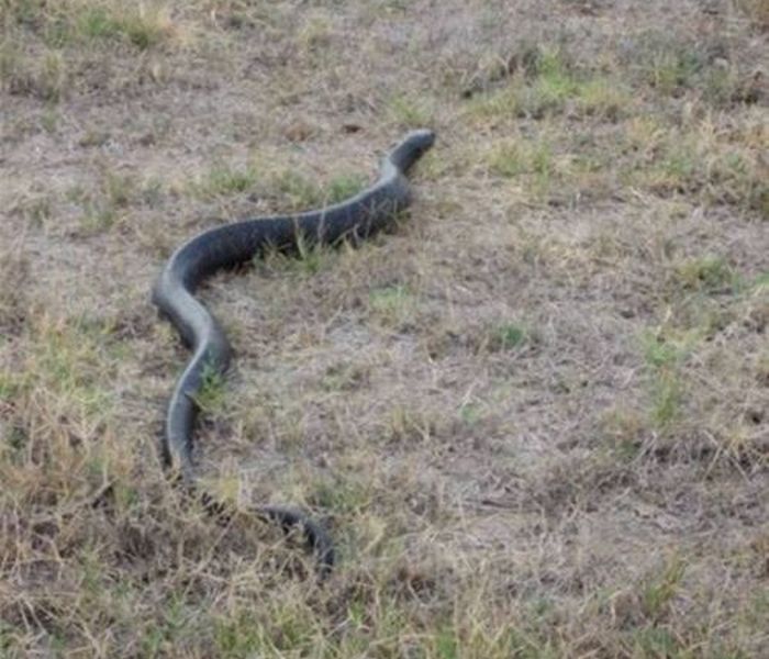 Змея съела своего собрата. Фото с юмором, прекрасным воссозданием реальности