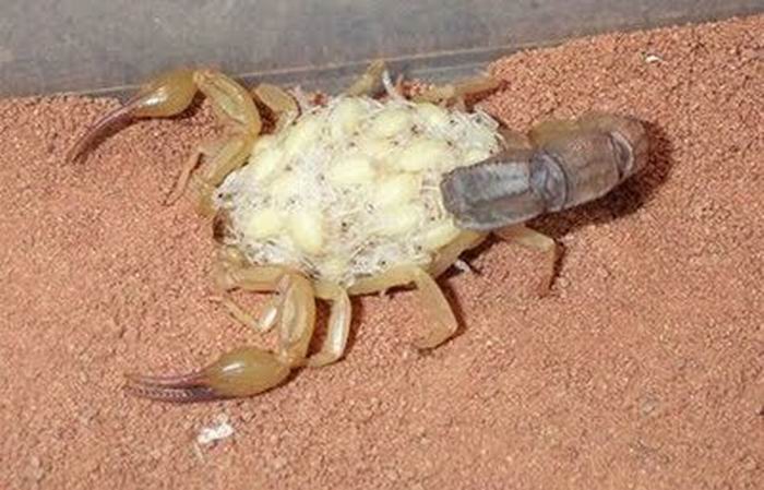 Семья скорпионов. Самые забавные картинки и шутки в интернете