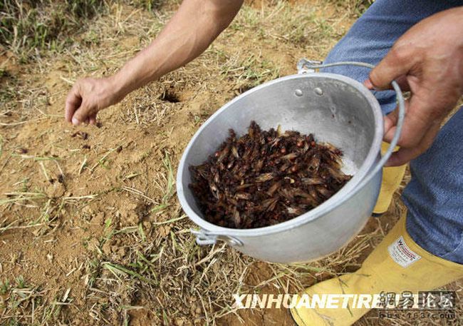 Сезон поедания муравьев в Колумбии. Юмористические снимки, которые поднимут настроение