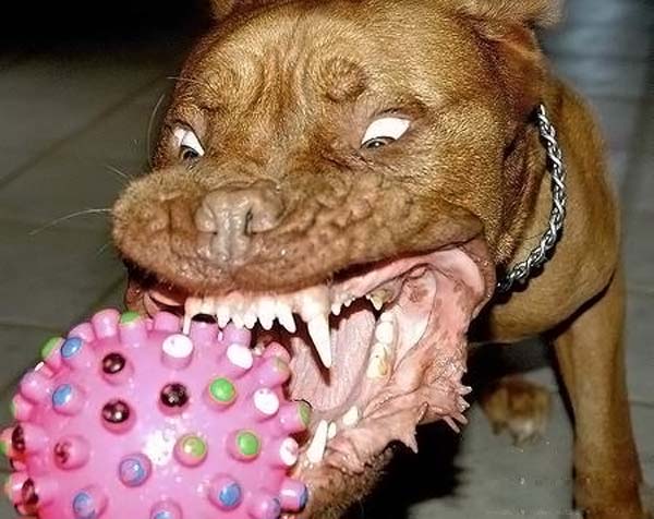 Добрая собачка и её зубки. Смешные фото из разных уголков мира