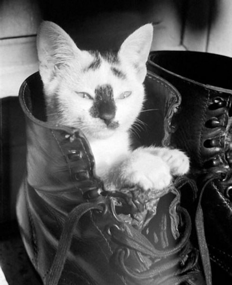 Боевые коты. Юморные фото: где смех рождается самостоятельно